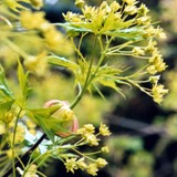 Acer platanoides 'lorbergii' Spitzahorn Art 