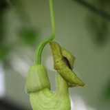Aristilochia durior Pfeifenwinde Bluete von Seite 
