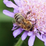 Honigbiene 