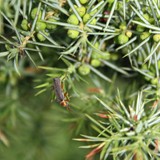 Juniperus  communis Gem Wacholder 