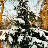 Picea abies Acrocona Zapfenfichte