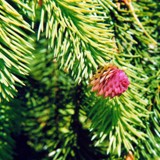 Picea abies Acrocona Zapfenfichte weibl Bluete 