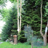 Pinus jeffrey, Baumhasel, Picea orientalis 