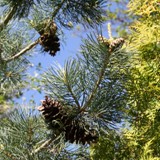 Pinus parviflora Maedchenk Alt- u Jungz. 