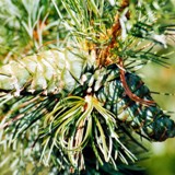 Pinus parviflora Maedchenkiefer Zapfen