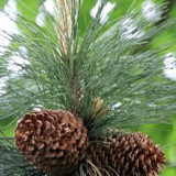 Pinus ponderosa Gelbkiefer 2