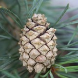 Pinus sylvestris Fastigiata Saeulenkiefer  