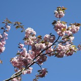 Prunus serrulata jap Zierkirsche 