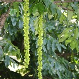 Pterocarya fraxinifolia Kaukasische Fluegelnuss 