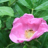 Rosa rugosa Apfelrose 