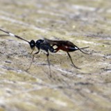 Schlupfwespe Ichneumonidae 3 