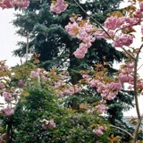 Zierkirsche mit Clematis vor Picea pungens glauca Koster